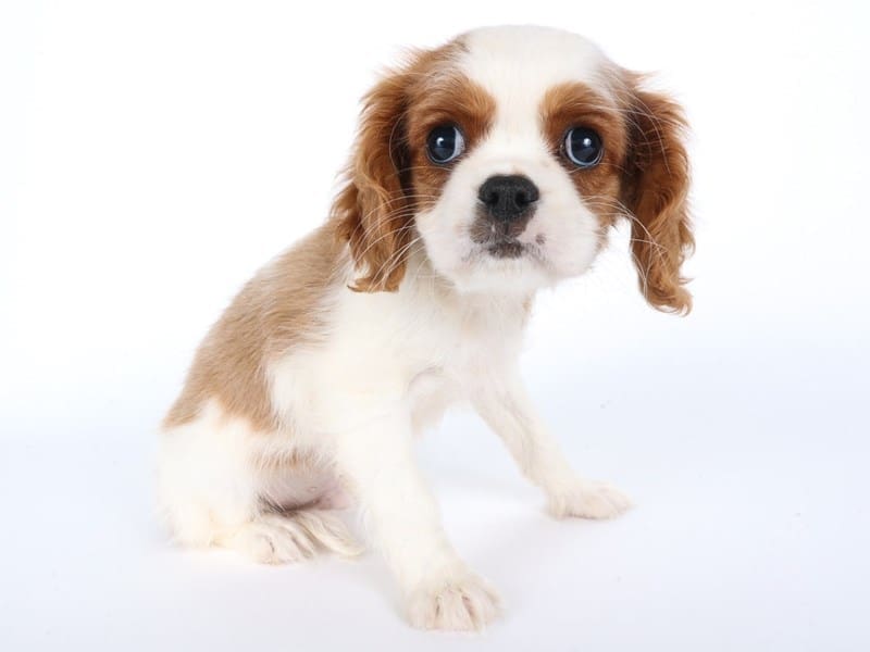 [#14478] Blenheim Male Cavalier King Charles Spaniel Puppies For Sale #3