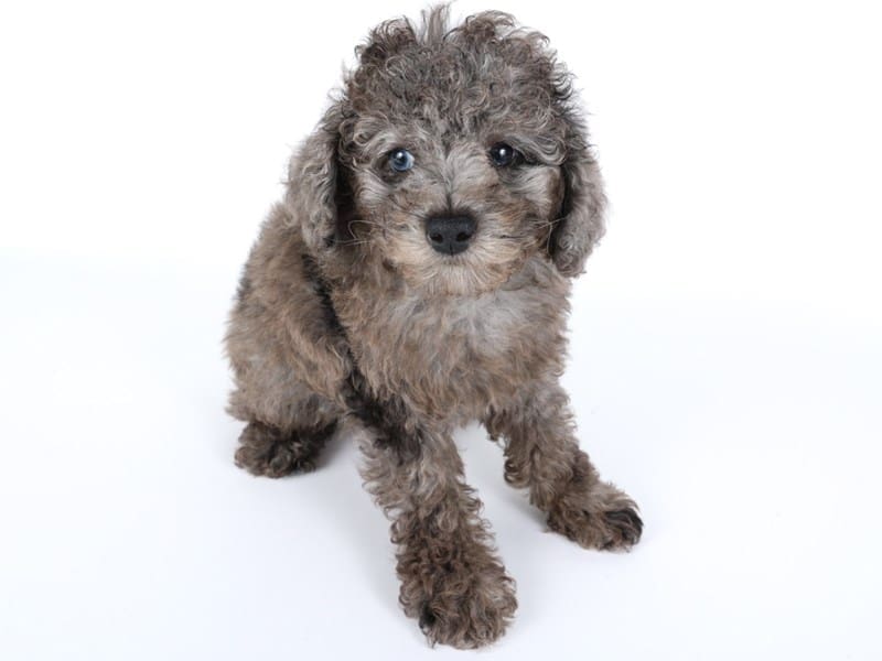 [#14479] Blue Merle Male Miniature Poodle Puppies For Sale #2