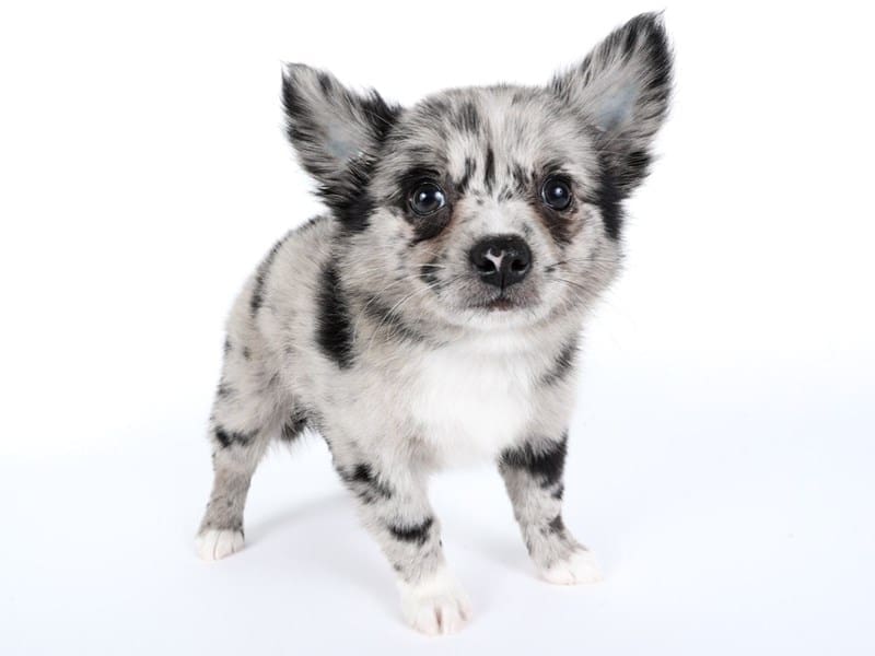 [#14481] Blue Merle Male Pomchi Puppies For Sale #2