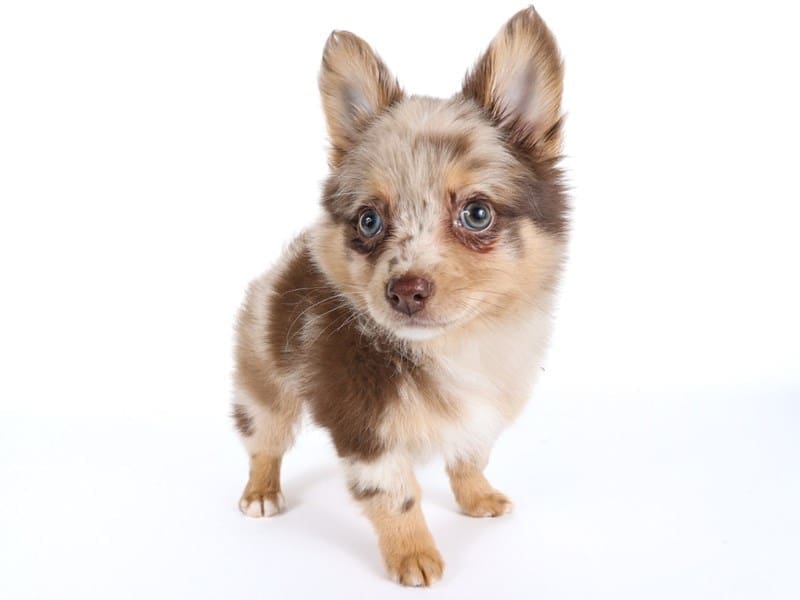 [#14482] Chocolate Merle Male Pomchi Puppies For Sale #2