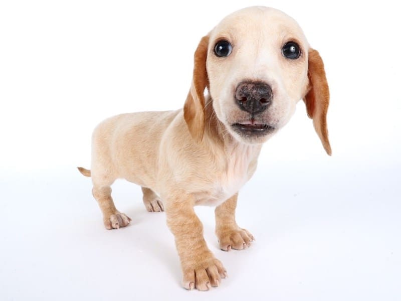 [#14487] Cream Female Dachshund Puppies For Sale #2