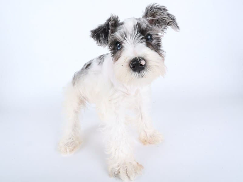 [#14465] Blue Merle Male Miniature Schnauzer Puppies For Sale #3