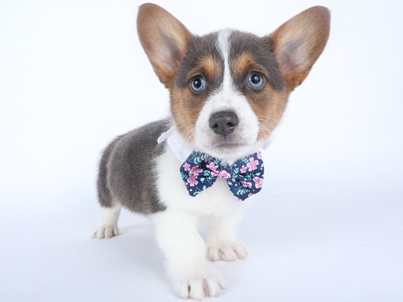 [#14504] Blue Tri Male Pembroke Welsh Corgi Puppies For Sale #2