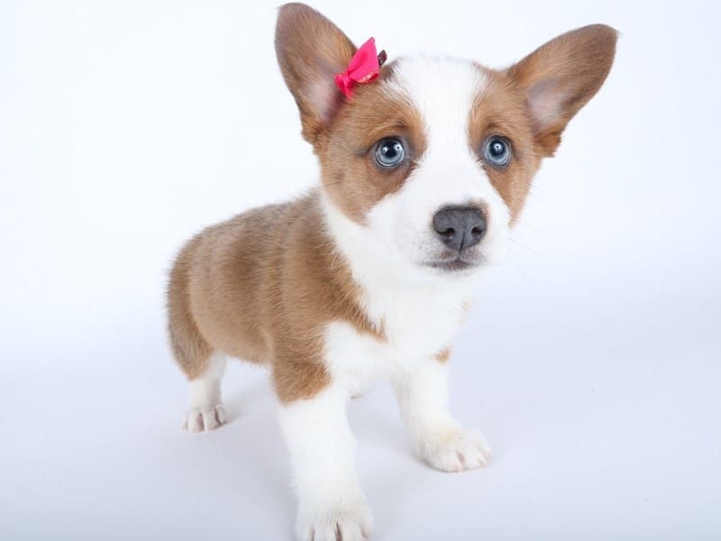 [#14505] Blue Sable Female Pembroke Welsh Corgi Puppies For Sale #2