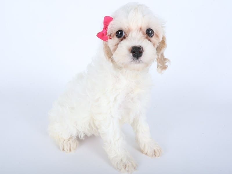[#14506] White / Apricot Female Cock A Poo Puppies For Sale #3