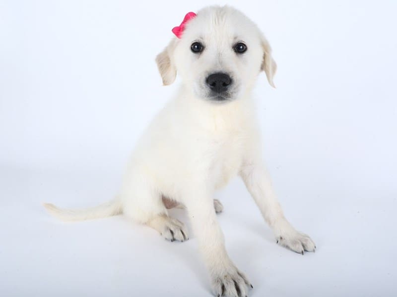 [#14510] Light Cream Female German Retriever Puppies For Sale #2