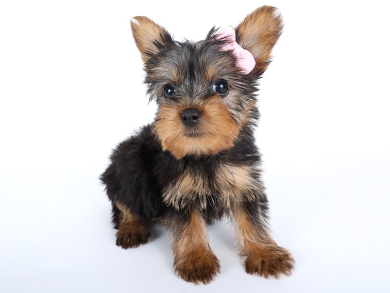 [#14519] Black / Tan Female Silky Terrier Puppies For Sale #3