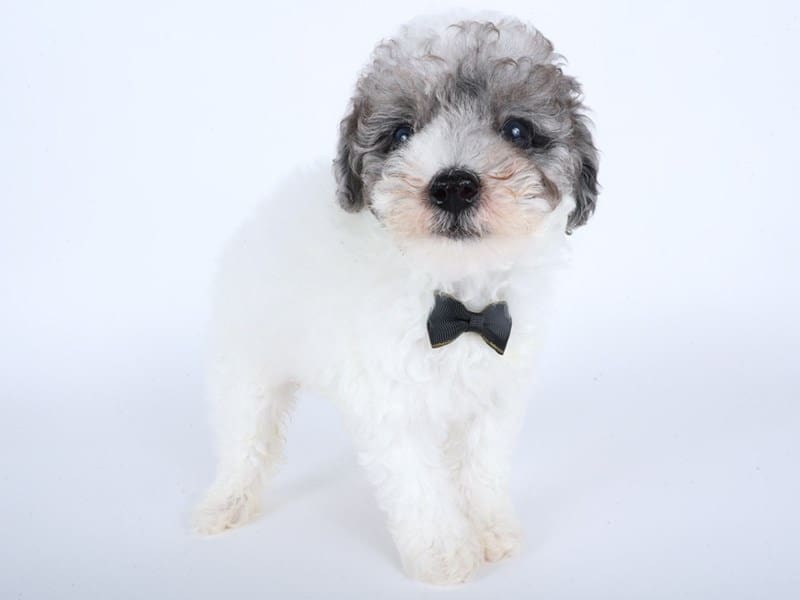 [#14516] Blue Merle/Tan Male Miniature Poodle Puppies For Sale #2