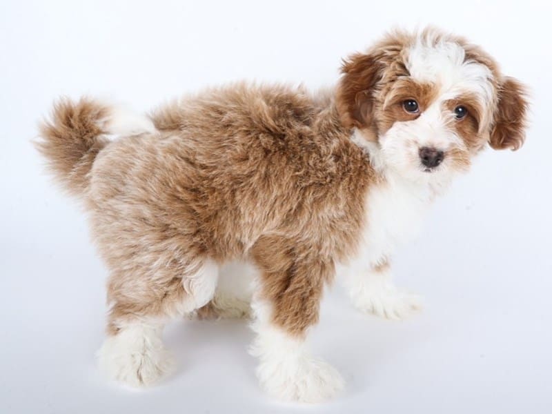 [#14514] Apricot / White Female Miniature Bernedoodle 2nd Gen Puppies For Sale #3