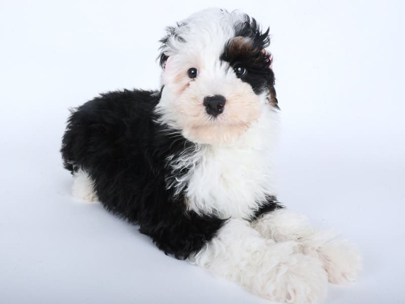 [#14513] Tri-Colored Female Miniature Bernedoodle 2nd Gen Puppies For Sale #2