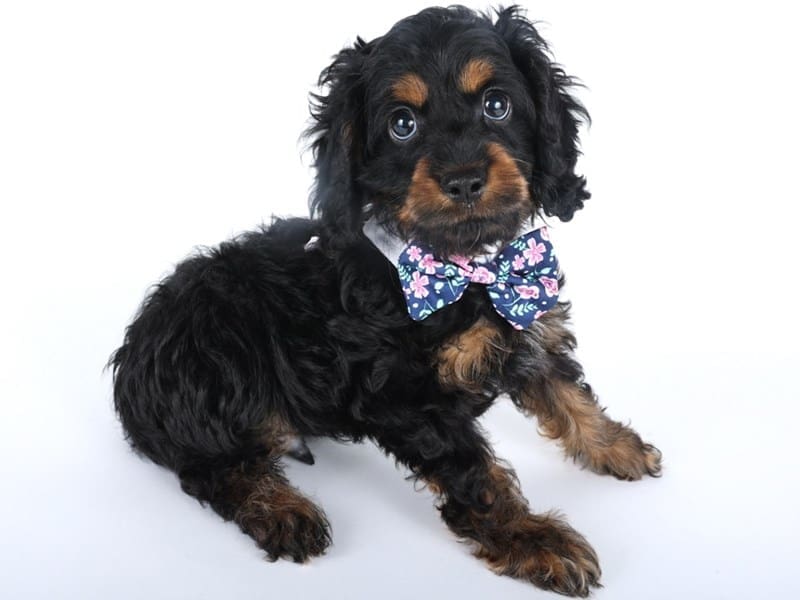 [#14512] Black / Tan Male Cock A Poo Puppies For Sale #3