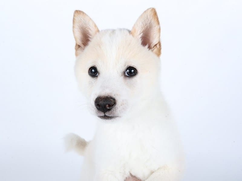 [#14500] Cream Male Shiba Inu Puppies For Sale #2