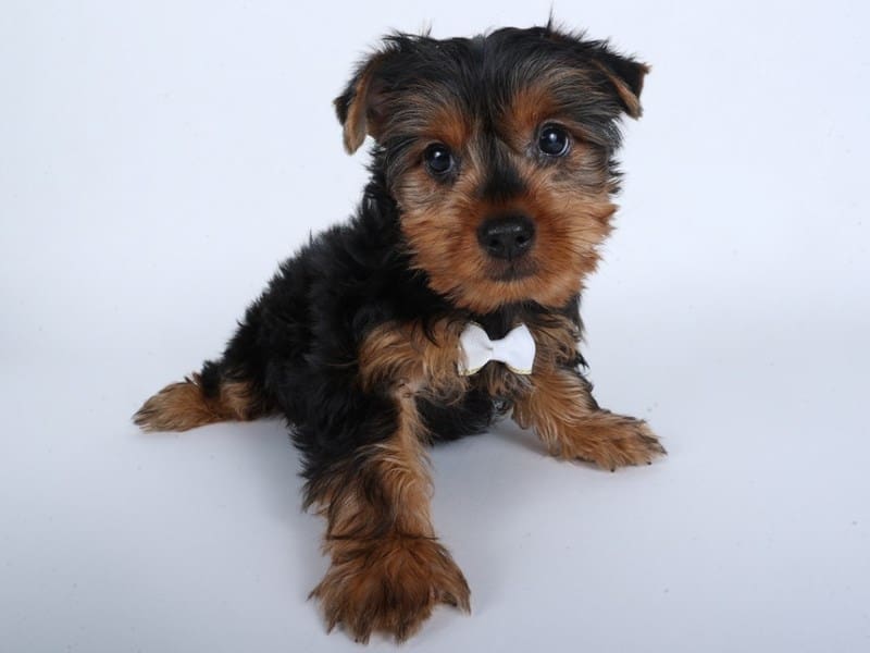 [#14524] Black / Tan Male Yorkshire Terrier Puppies For Sale #3