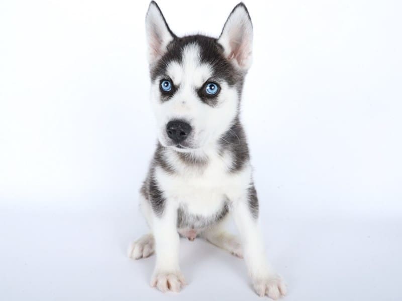 [#14525] Black / White Male Siberian Husky Puppies For Sale #3