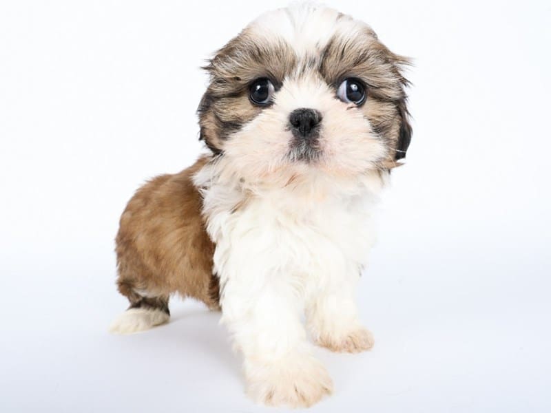 [#14526] White / Chocolate Female Shih Tzu Puppies For Sale #3