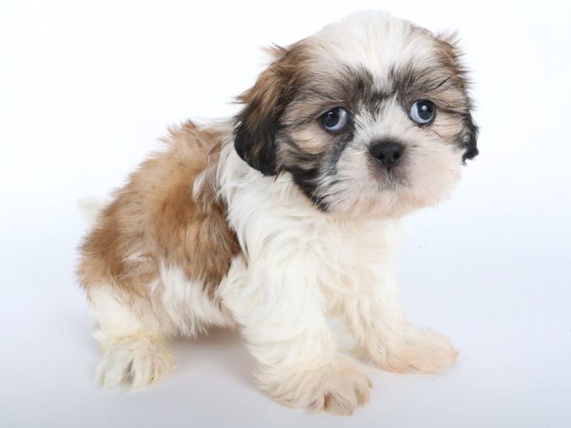 [#14527] White / Chocolate Male Shih Tzu Puppies For Sale #3