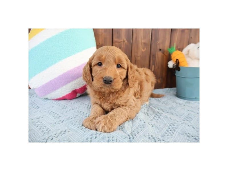 [#14533] Apricot Male Miniature Goldendoodle Puppies For Sale #2