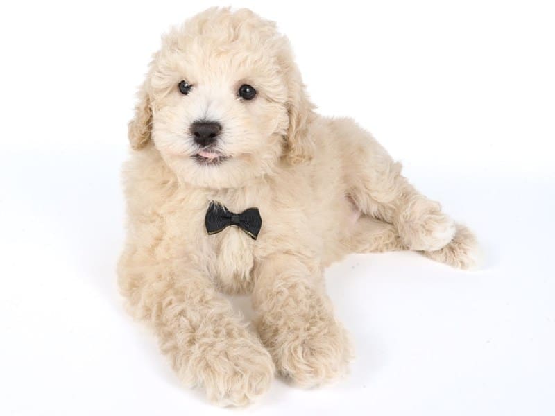 [#14535] Apricot Male Maltipoo Puppies For Sale #2
