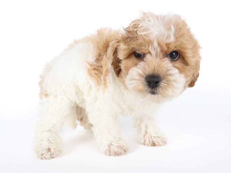 [#14537] Apricot Parti Male Maltipoo Puppies For Sale #2