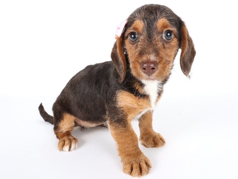 Doxiepoo-Dog-Female-Chocolate/Tan/White-4969650-XO PUPS