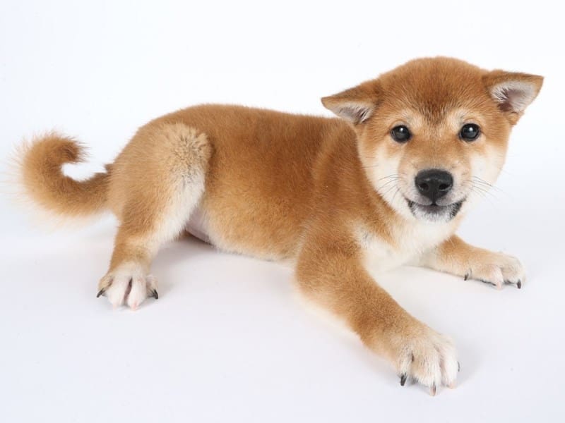 [#14515] Red Male Shiba Inu Puppies For Sale #2