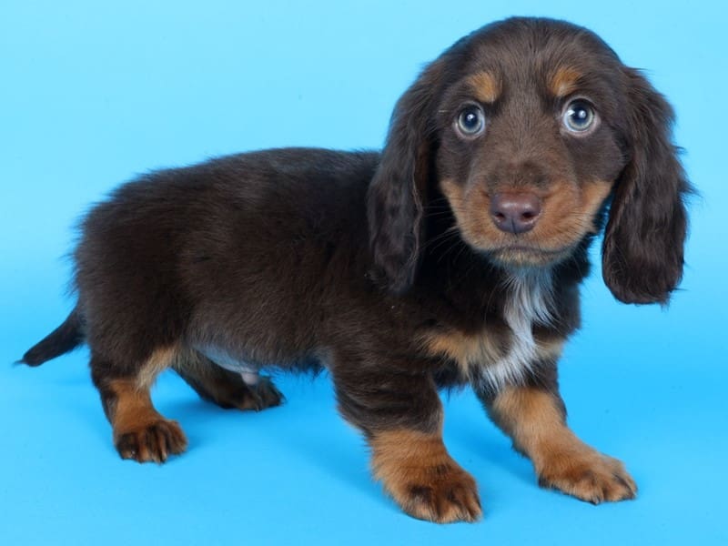 [#14543] Chocolate/Tan Male Miniature Dachshund Puppies For Sale #2