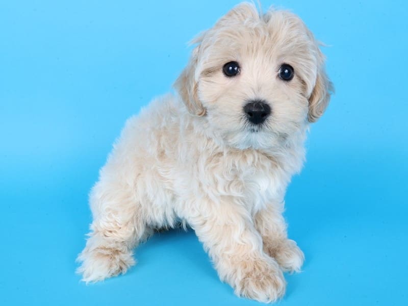 Maltipoo-Dog-Female-Cream/White-4975605-XO PUPS