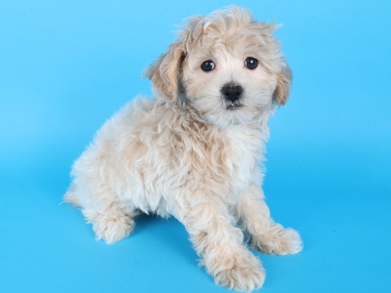 Maltipoo-Dog-Female-Cream/White-4975622-XO PUPS
