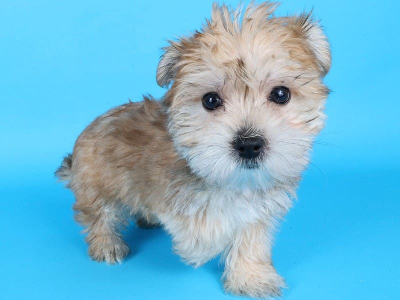 Morkie-Dog-Male-Gold-4982676-XO PUPS