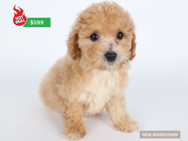 Poochon-Dog-Male-Light Apricot-4898376-XO PUPS
