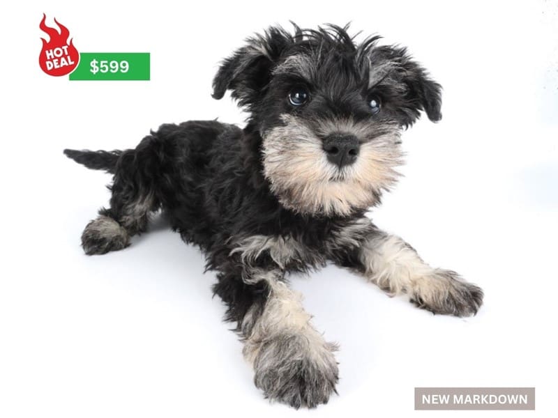 Miniature Schnauzer-Dog-Male-Black / Cream-4919733-XO PUPS