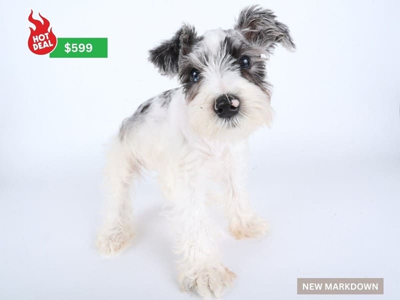 Miniature Schnauzer-Dog-Male-Blue Merle-4919734-XO PUPS