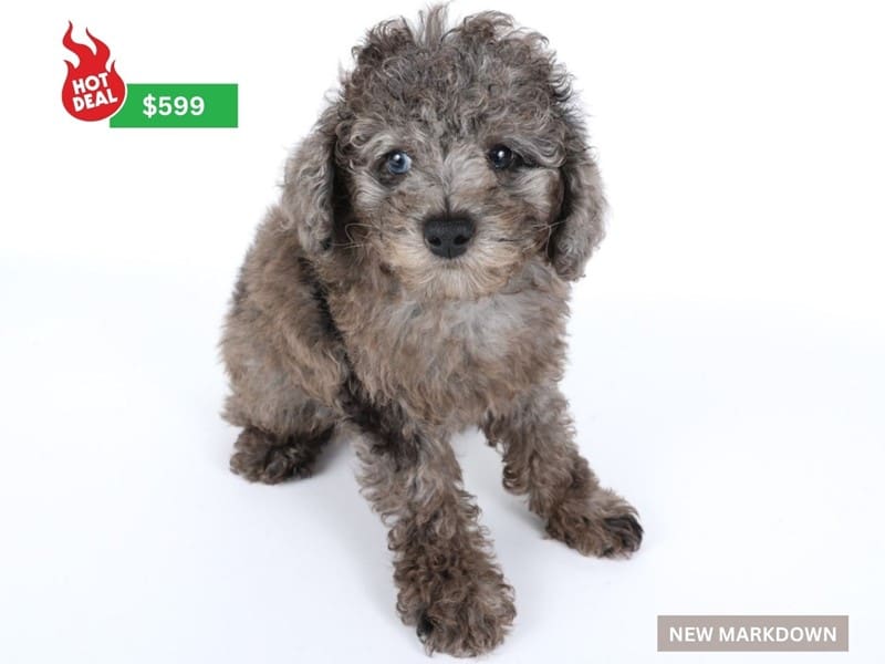 Miniature Poodle-Dog-Male-Blue Merle-4926852-XO PUPS