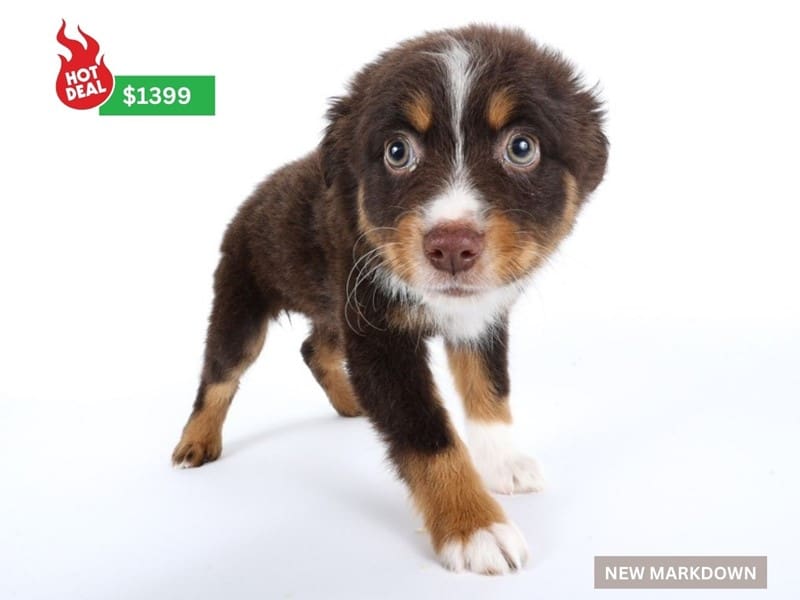 Miniature Australian Shepherd-Dog-Female-Chocolate/White/Tan Points-4926872-XO PUPS