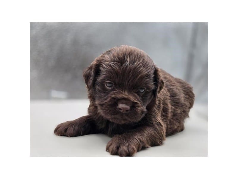 [#14551] Chocolate Female Hippo Mini Puppies For Sale #2