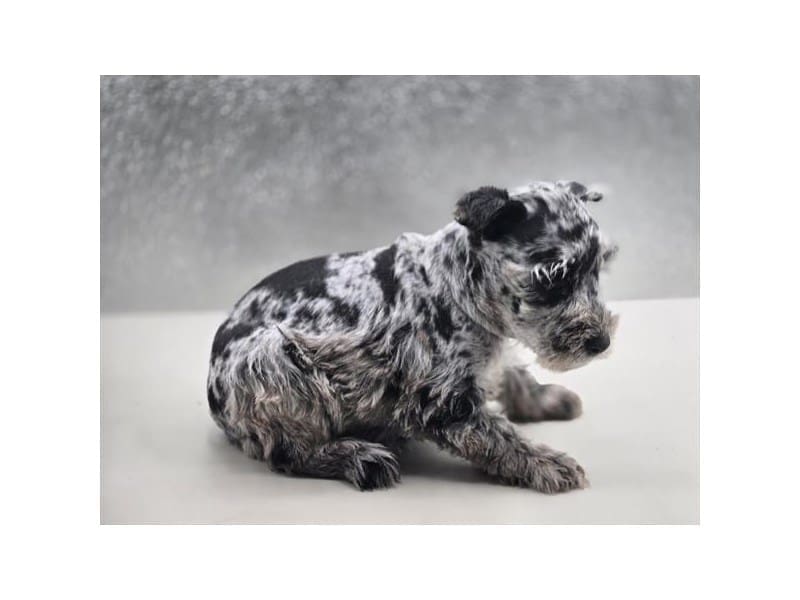 [#14552] Blue Merle Female Miniature Schnauzer Puppies For Sale #2