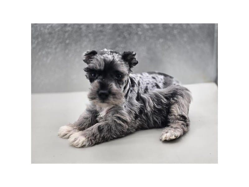 [#14553] Blue Merle Female Miniature Schnauzer Puppies For Sale #2
