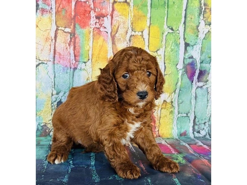 Miniature Goldendoodle F1B-Dog-Male-Dark Red-4986727-XO PUPS