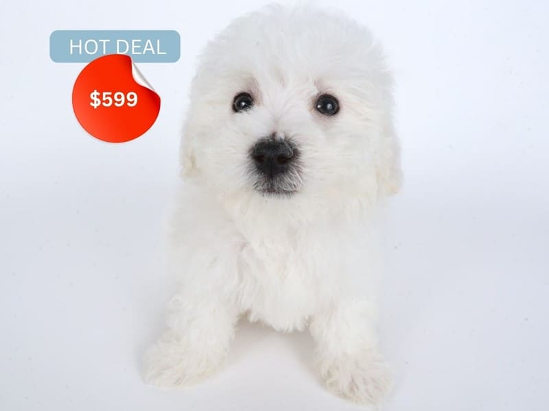[#14452] White Male Bichon Frise Puppies For Sale #4