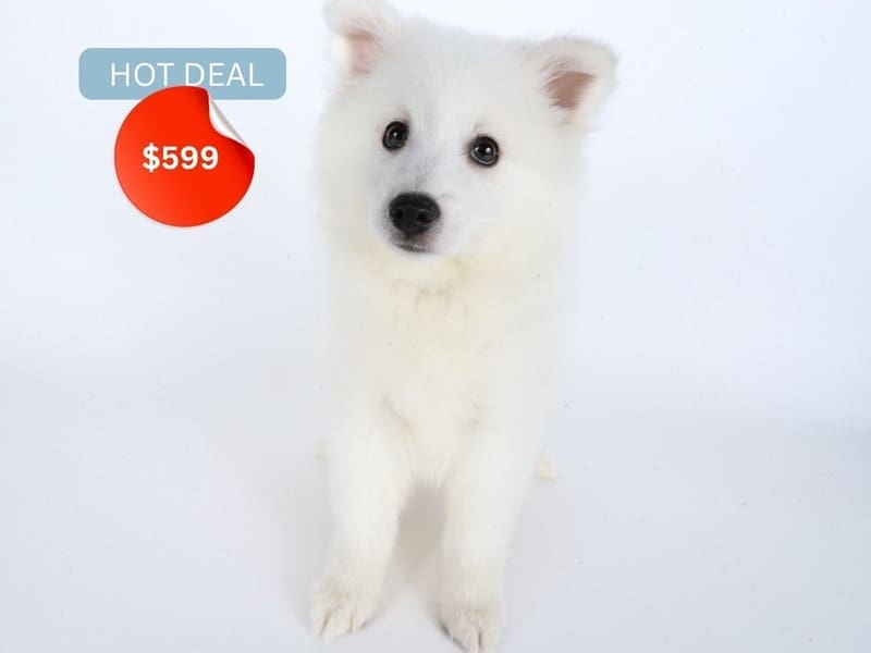 [#14453] White Male American Eskimo Puppies For Sale #5