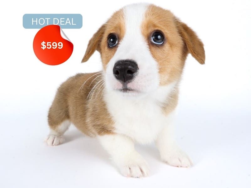 Pembroke Welsh Corgi-Dog-Female-Red/White-4912702-XO PUPS