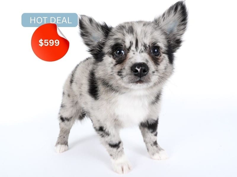Pomchi-Dog-Male-Blue Merle-4926859-XO PUPS