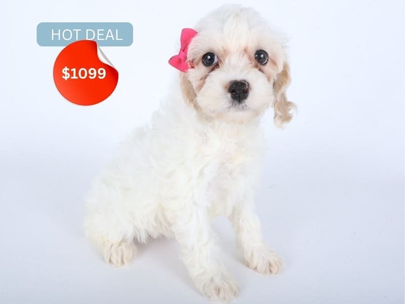 [#14506] White / Apricot Female Cock A Poo Puppies For Sale #4