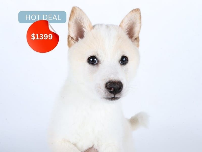 [#14500] Cream Male Shiba Inu Puppies For Sale #4