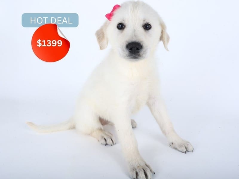 [#14510] Light Cream Female German Retriever Puppies For Sale #3