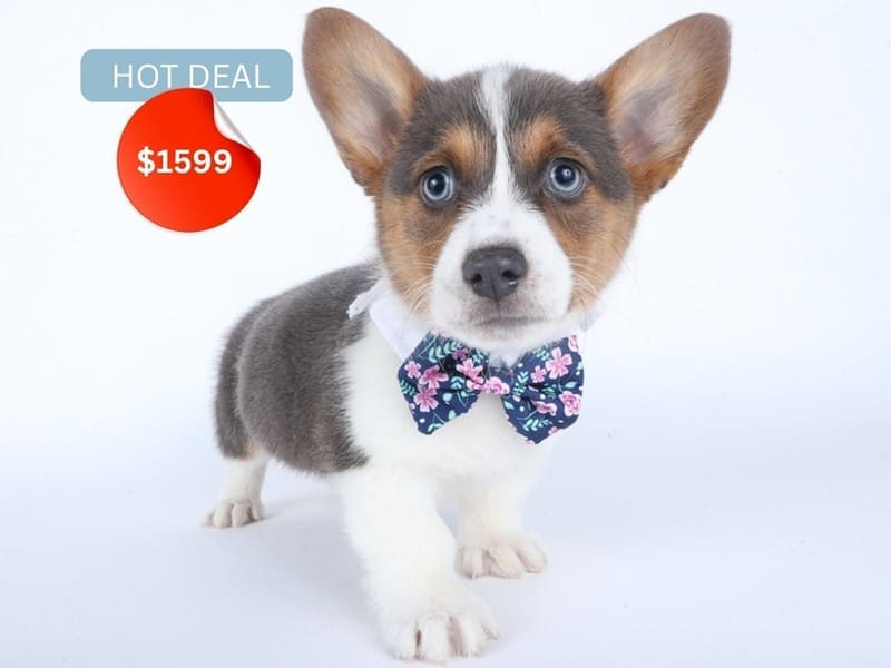 [#14504] Blue Tri Male Pembroke Welsh Corgi Puppies For Sale #3