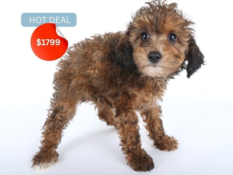 Miniature Poodle-Dog-Female-Sable / White-4963822-XO PUPS