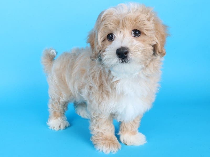 [#14545] Cream/White Male Maltipoo Puppies For Sale #2