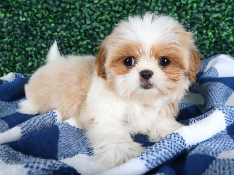 [#14555] White and Apricot Parti Female Shih Tzu Puppies For Sale #2