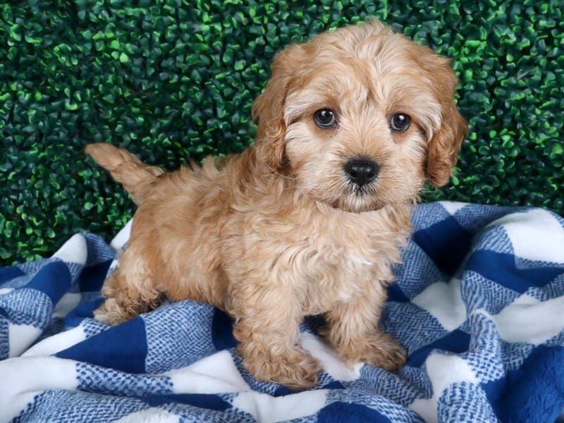 Cavapoo-Dog-Male-Red-4987819-XO PUPS